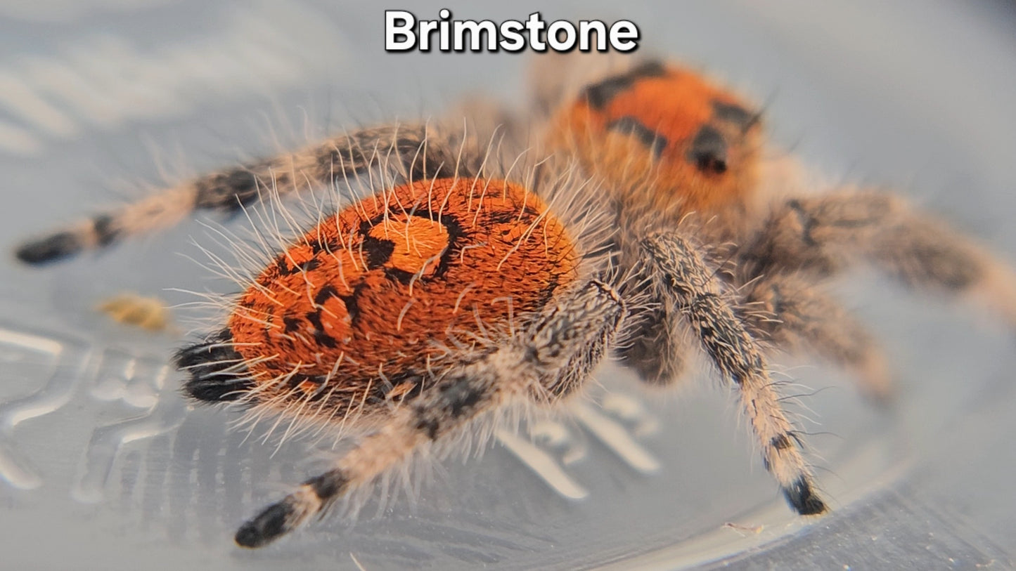 "Brimstone" Female Regal (Phidippus regius)
