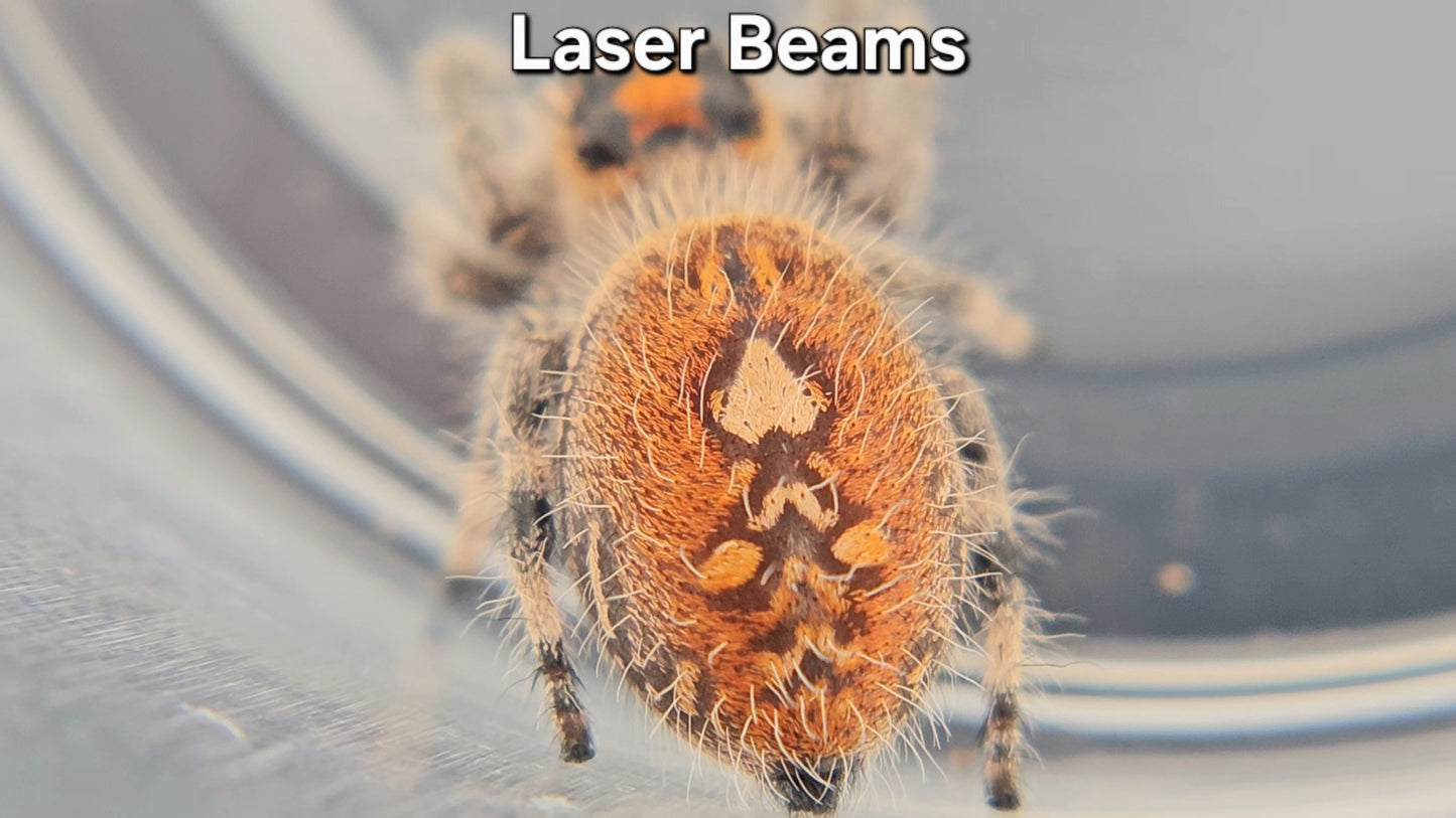 "Laser Beams" Female Regal (Phidippus regius)