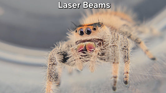 "Laser Beams" Female Regal (Phidippus regius)