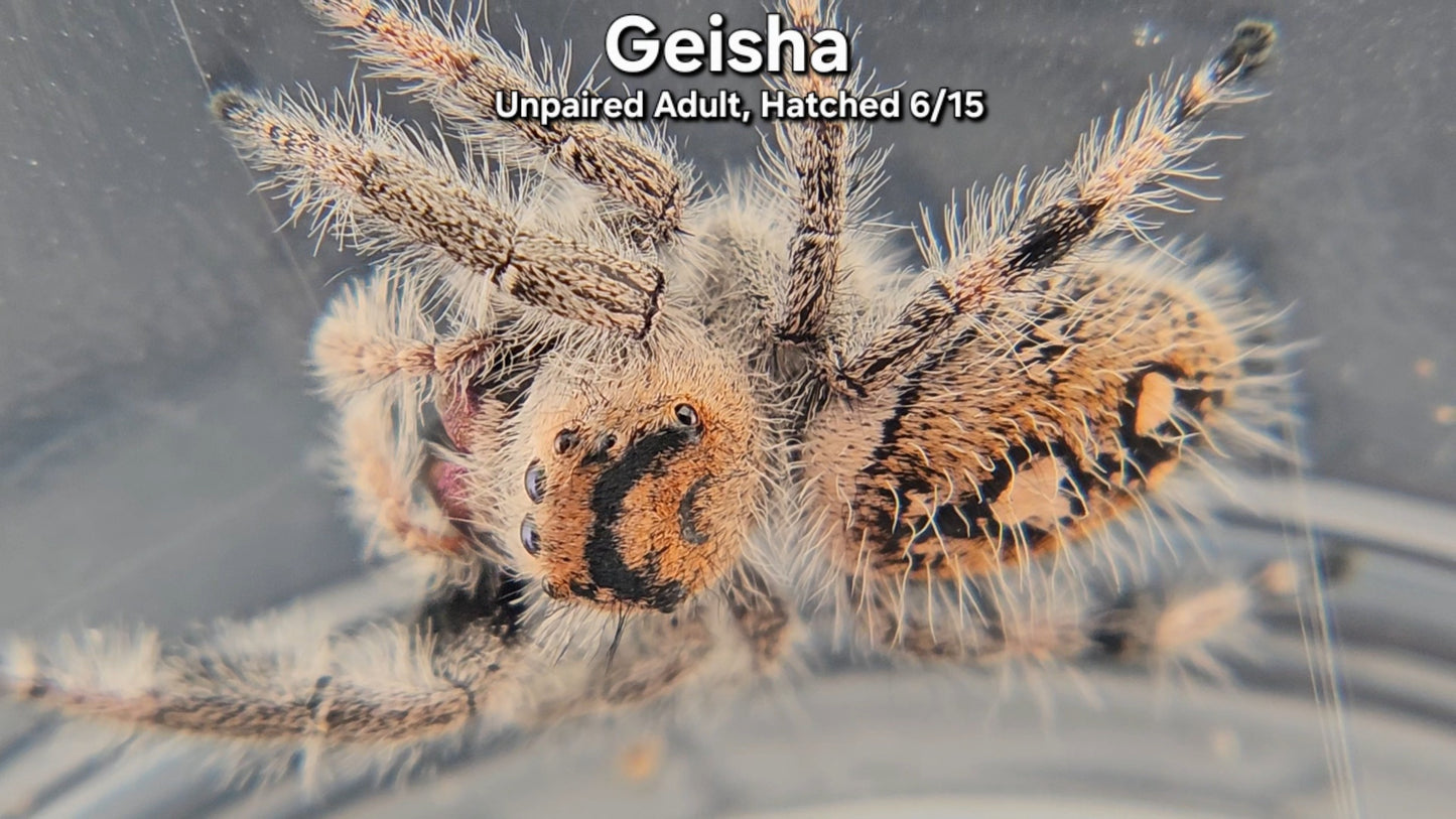 "Geisha" Female Regal (Phidippus regius) - Unpaired Adult Hatched 6/15