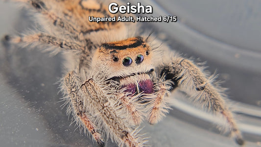 "Geisha" Female Regal (Phidippus regius) - Unpaired Adult Hatched 6/15