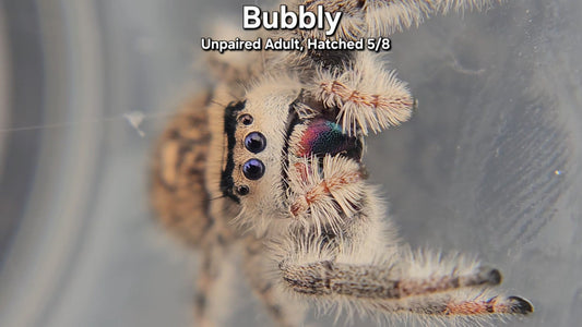 "Bubbly" Female Regal (Phidippus regius) - Unpaired Adult Hatched 5/8
