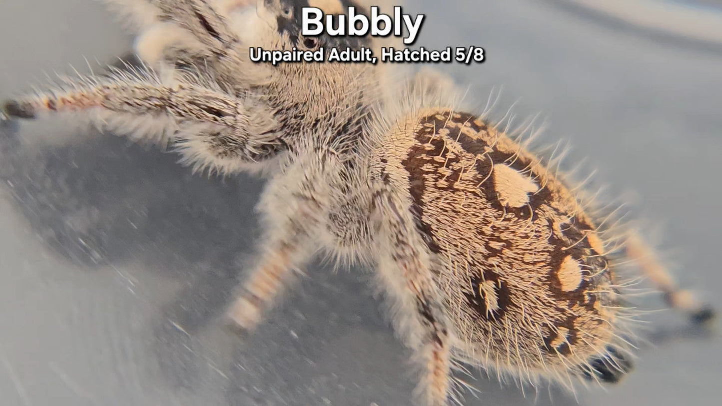 "Bubbly" Female Regal (Phidippus regius) - Unpaired Adult Hatched 5/8