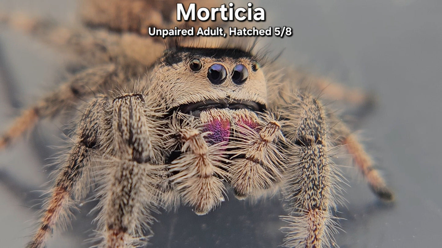 "Morticia" Female Regal (Phidippus regius) - Unpaired Adult Hatched 5/8