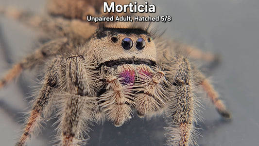 "Morticia" Female Regal (Phidippus regius) - Unpaired Adult Hatched 5/8