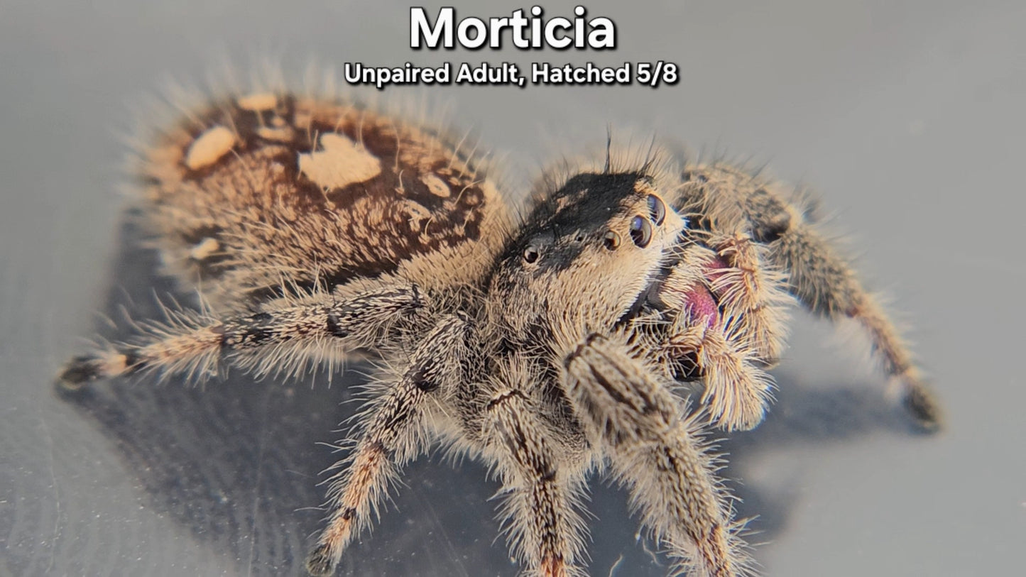 "Morticia" Female Regal (Phidippus regius) - Unpaired Adult Hatched 5/8