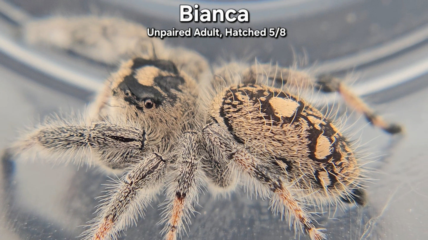 "Bianca" Female Regal (Phidippus regius) - Unpaired Adult Hatched 5/8
