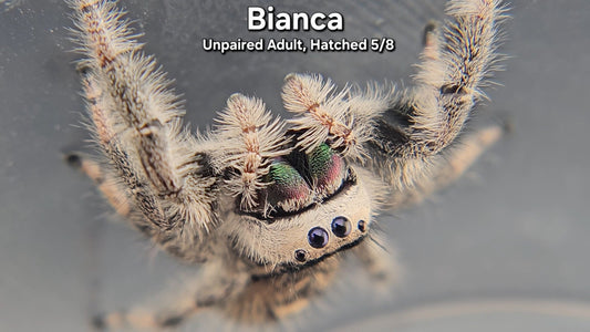 "Bianca" Female Regal (Phidippus regius) - Unpaired Adult Hatched 5/8
