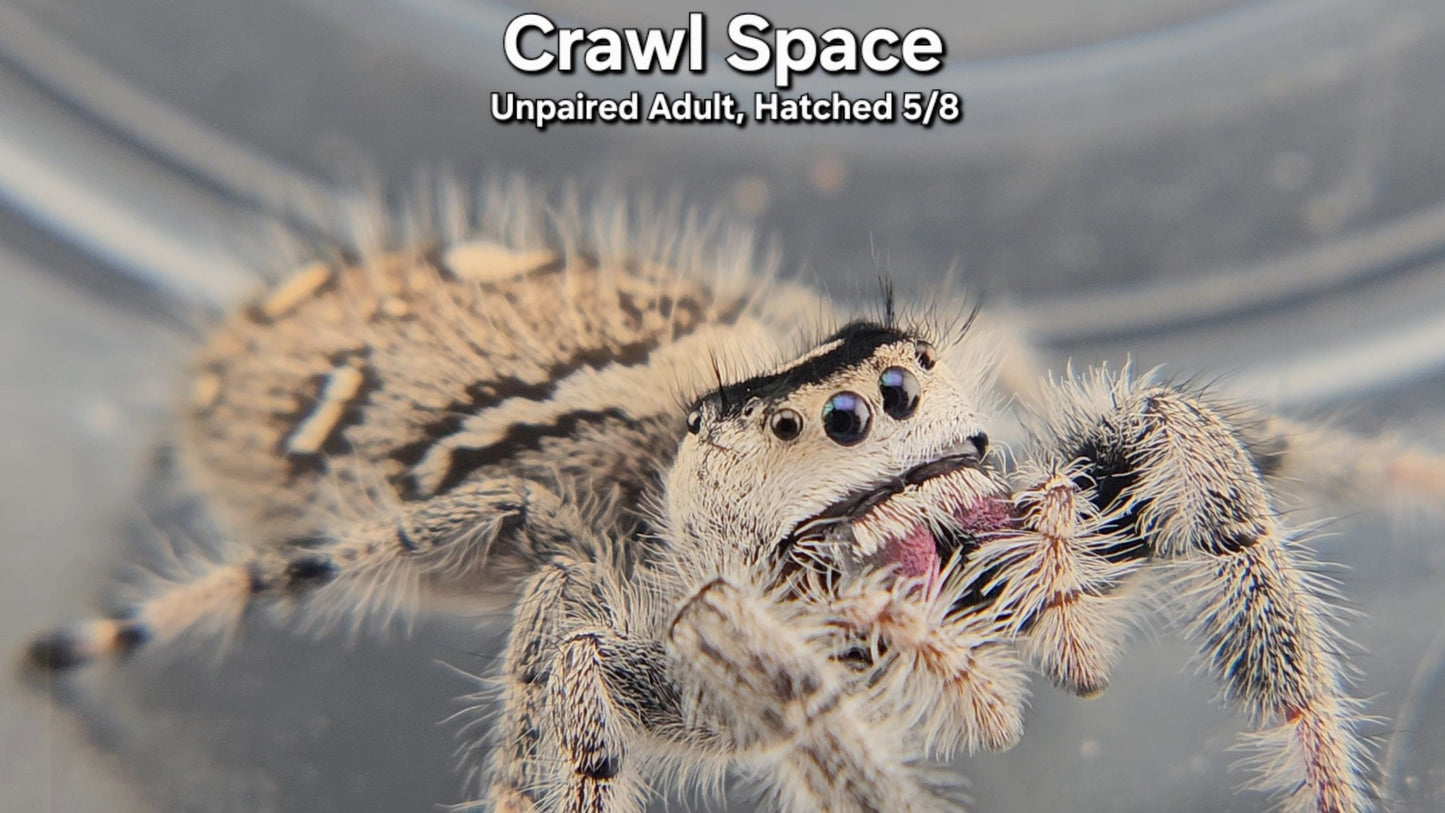 "Crawl Space" Female Regal (Phidippus regius) - Unpaired Adult Hatched 5/8/25