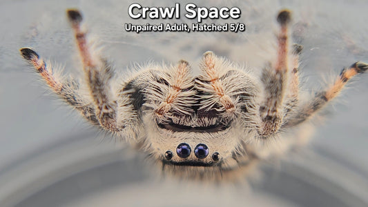 "Crawl Space" Female Regal (Phidippus regius) - Unpaired Adult Hatched 5/8/25