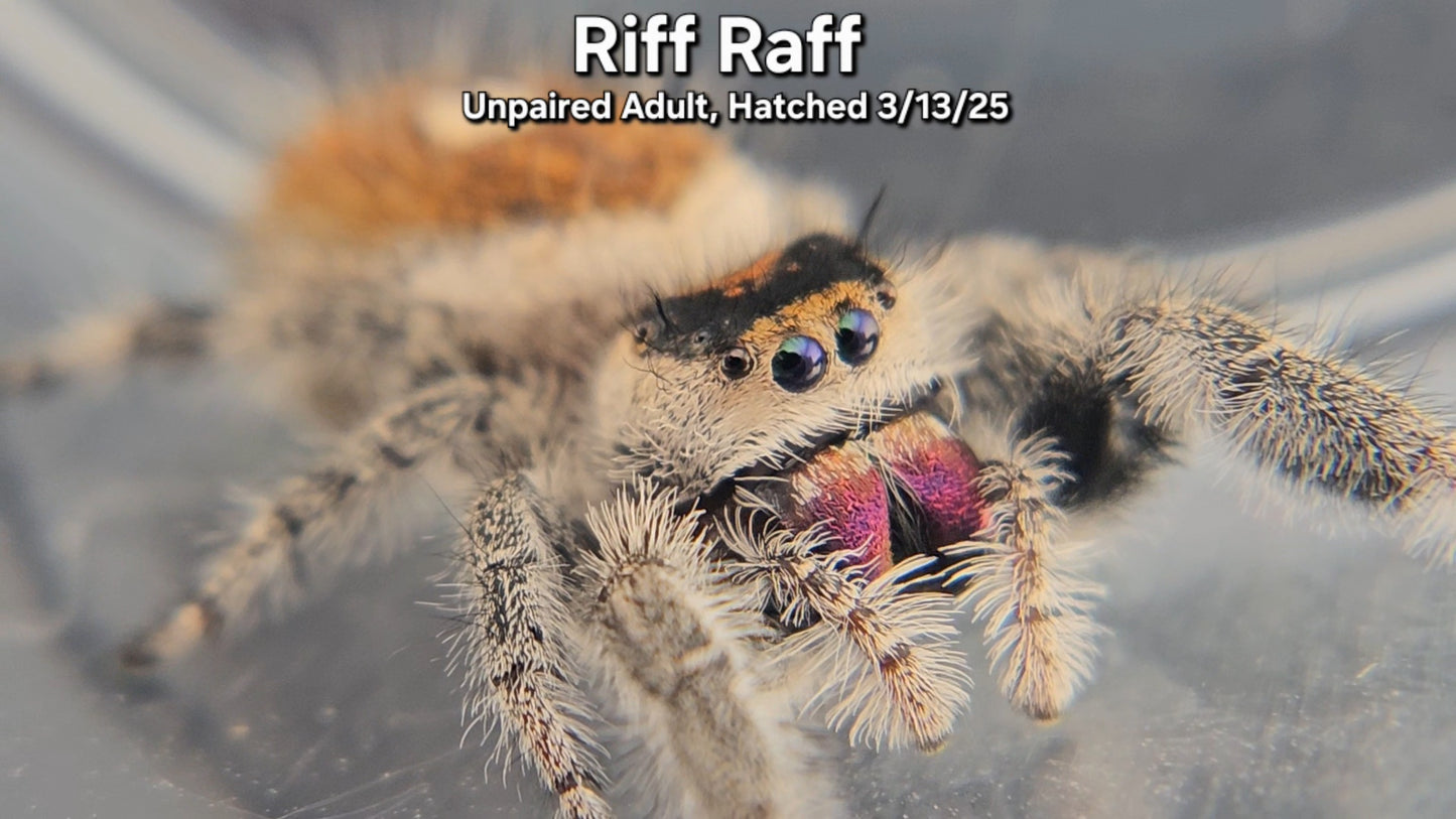 "Riff Raff" Female Regal (Phidippus regius) - Unpaired Adult, Hatched 3/13/25