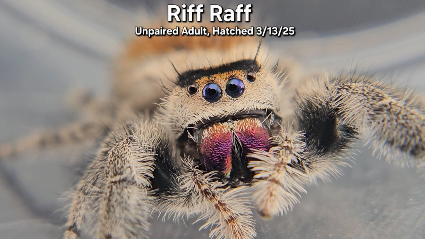 "Riff Raff" Female Regal (Phidippus regius) - Unpaired Adult, Hatched 3/13/25