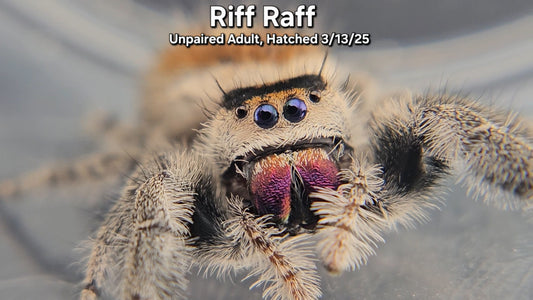 "Riff Raff" Female Regal (Phidippus regius) - Unpaired Adult, Hatched 3/13/25