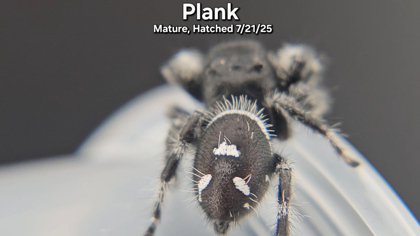 "Plank" Male Regal (Phidippus regius) - Mature