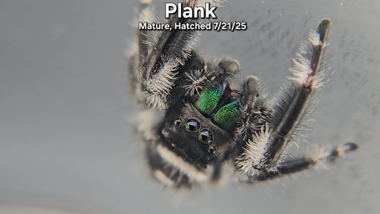 "Plank" Male Regal (Phidippus regius) - Mature
