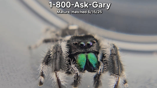 "1-800-Ask-Gary" Male Regal (Phidippus regius) - Mature