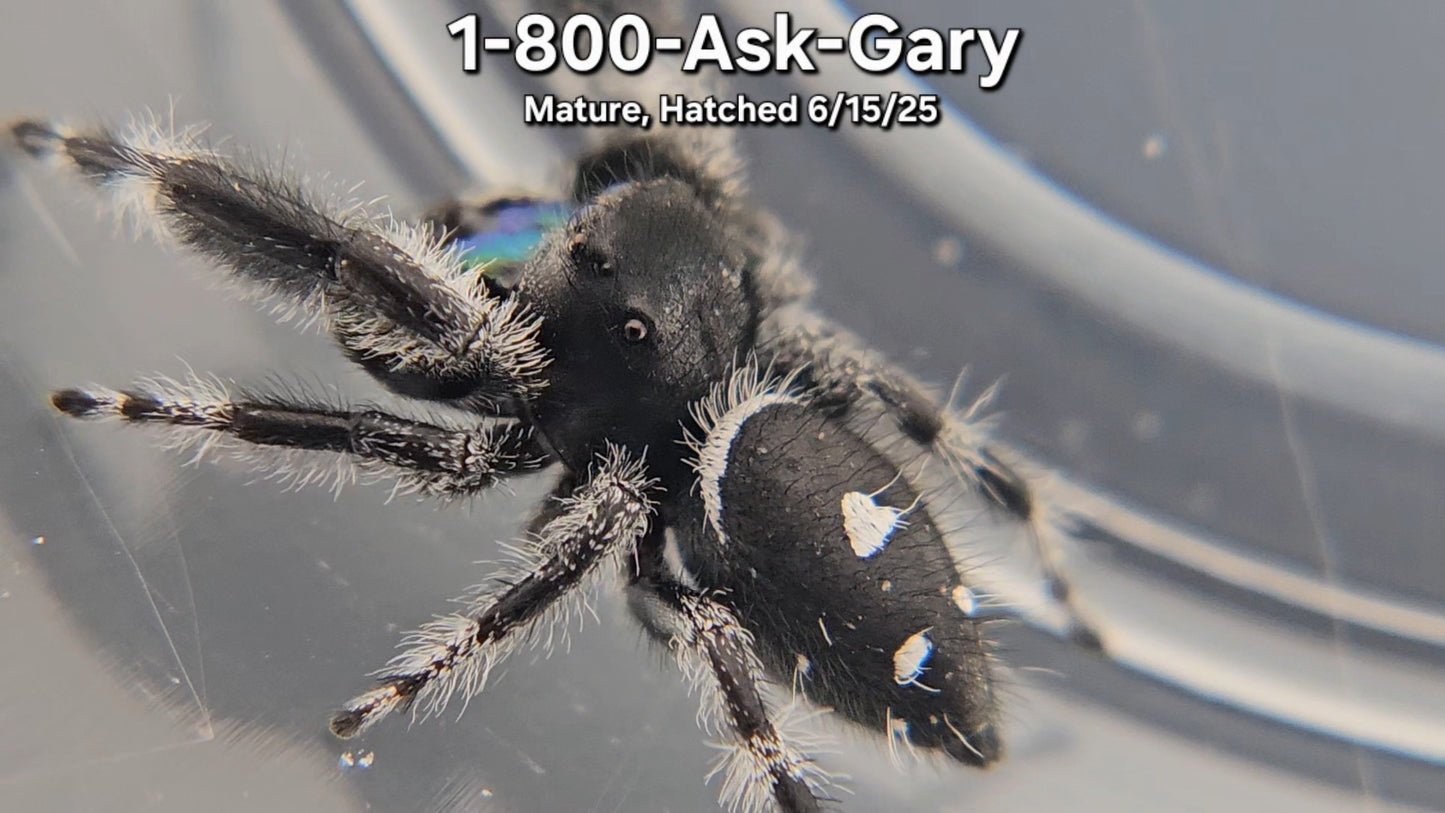 "1-800-Ask-Gary" Male Regal (Phidippus regius) - Mature