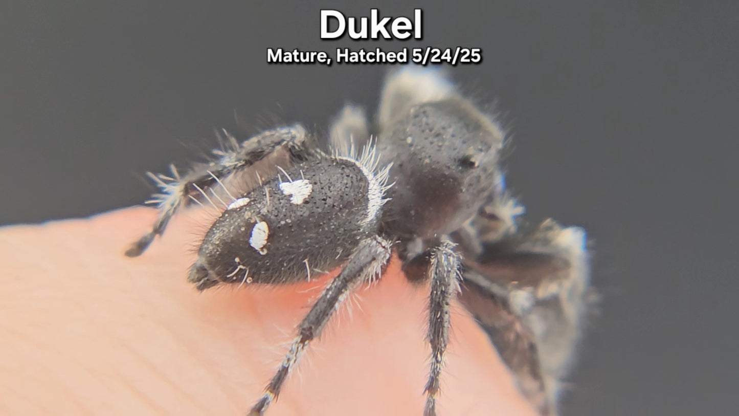 "Dukel" Male Regal (Phidippus regius) - Mature