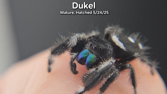 "Dukel" Male Regal (Phidippus regius) - Mature