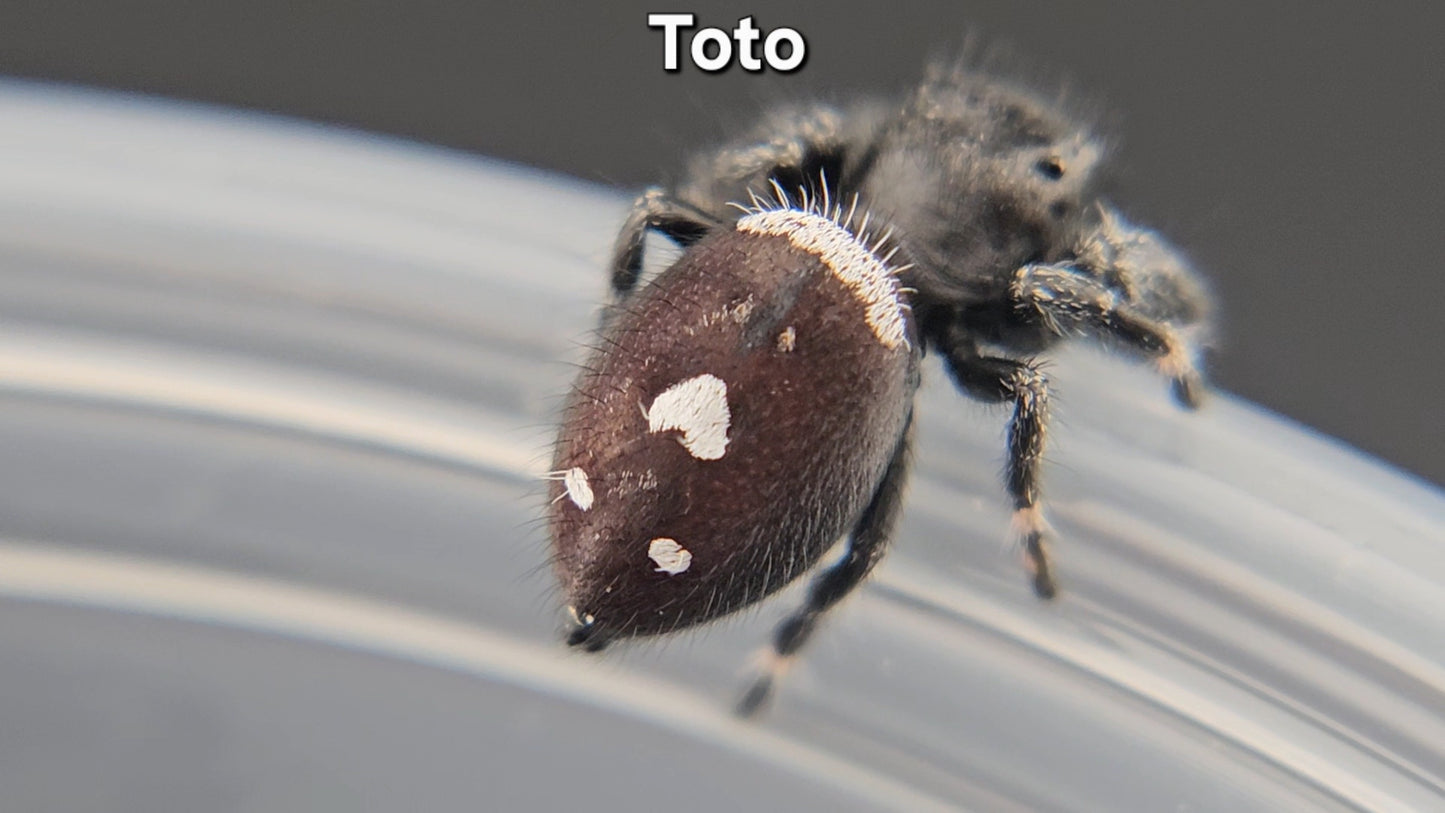 "Toto" Male Regal (Phidippus regius)