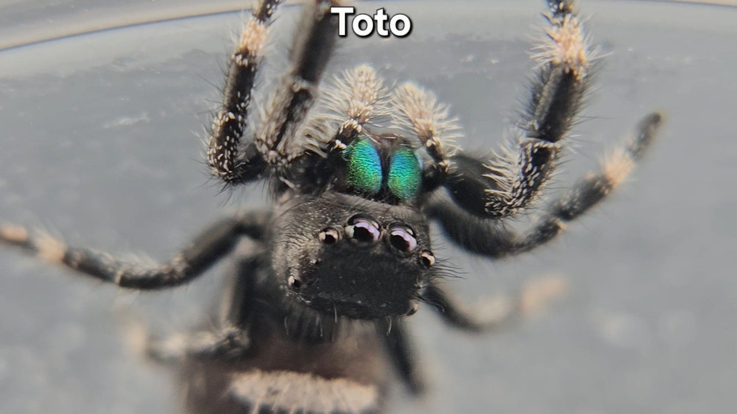 "Toto" Male Regal (Phidippus regius)