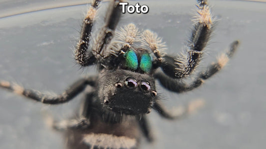 "Toto" Male Regal (Phidippus regius)