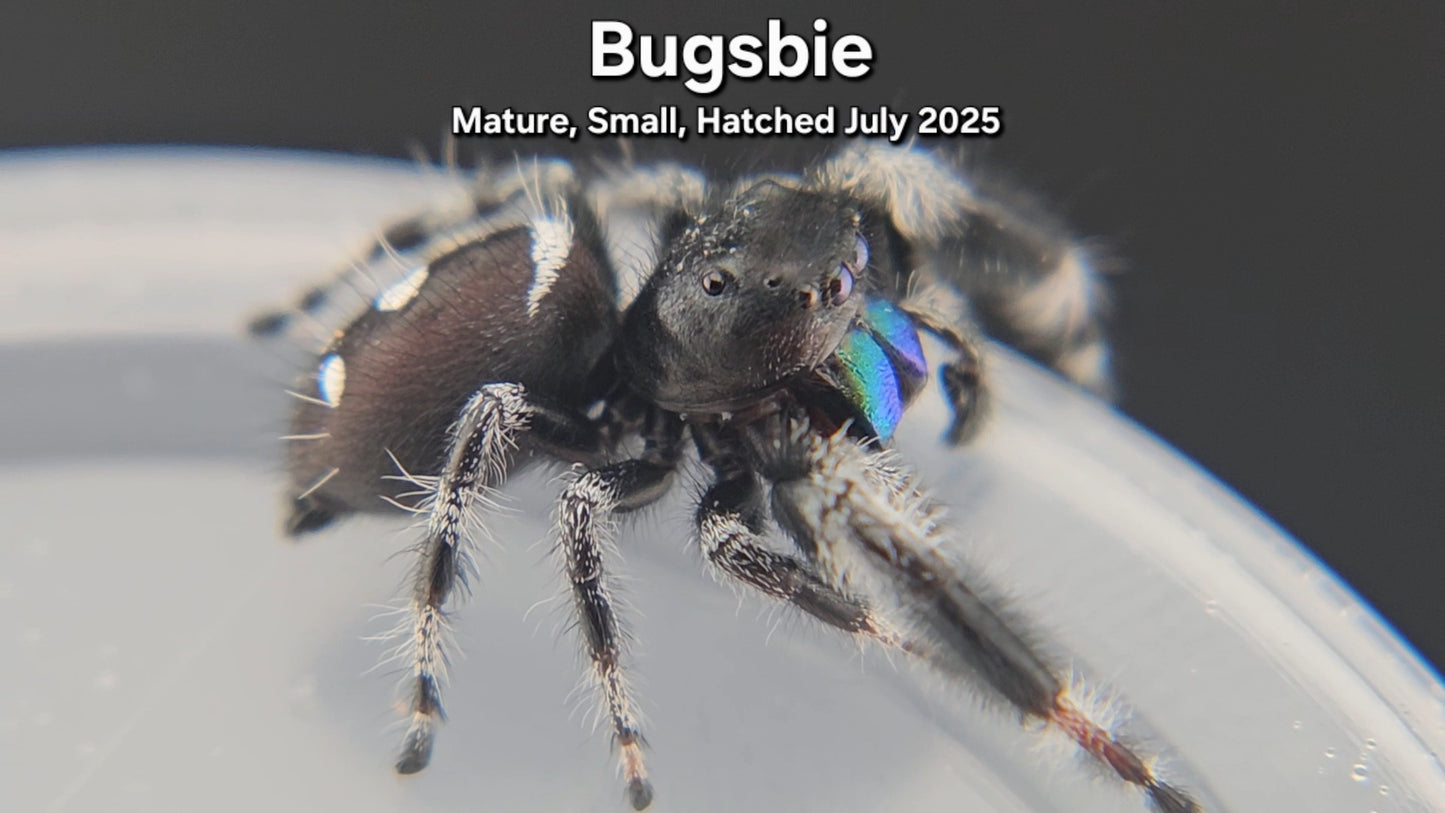 "Bugsbie" Male Regal (Phidippus regius) - Mature