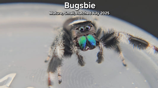 "Bugsbie" Male Regal (Phidippus regius) - Mature