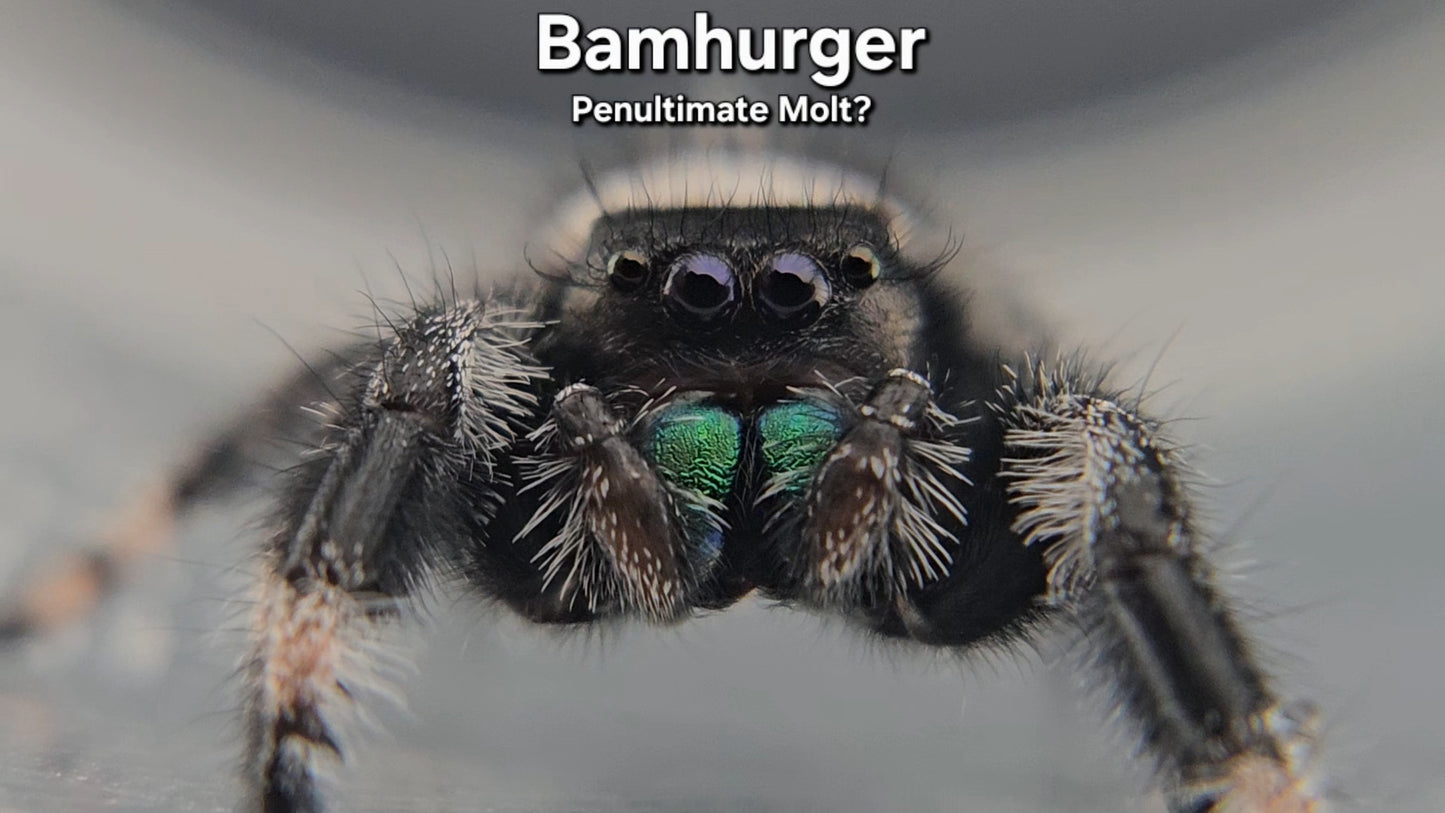 "Bamhurger" Male Regal (Phidippus regius)