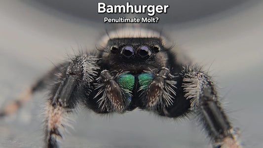 "Bamhurger" Male Regal (Phidippus regius)