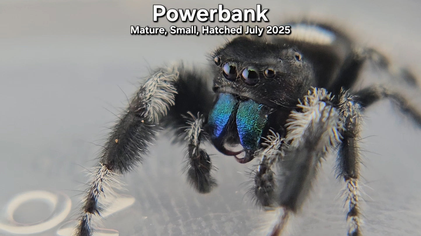 "Powerbank" Male Regal (Phidippus regius) - Mature