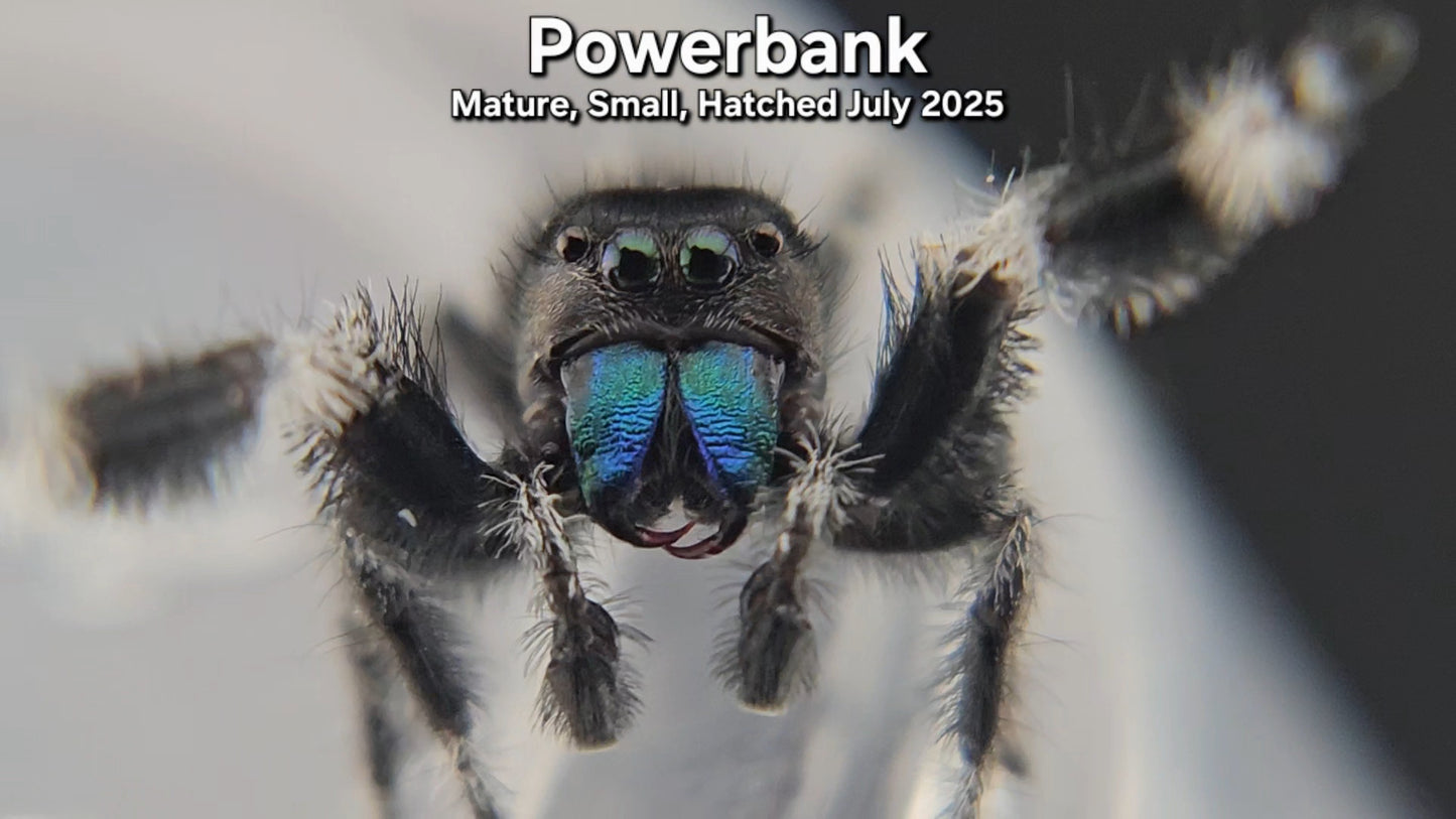 "Powerbank" Male Regal (Phidippus regius) - Mature