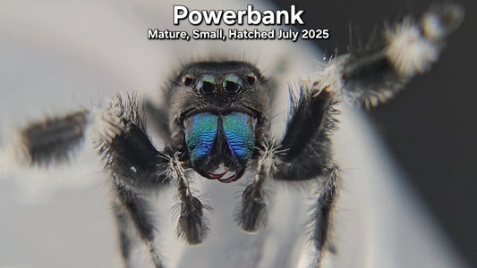 "Powerbank" Male Regal (Phidippus regius) - Mature