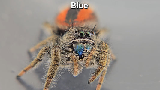 "Blue" Unsexed Phidippus ardens