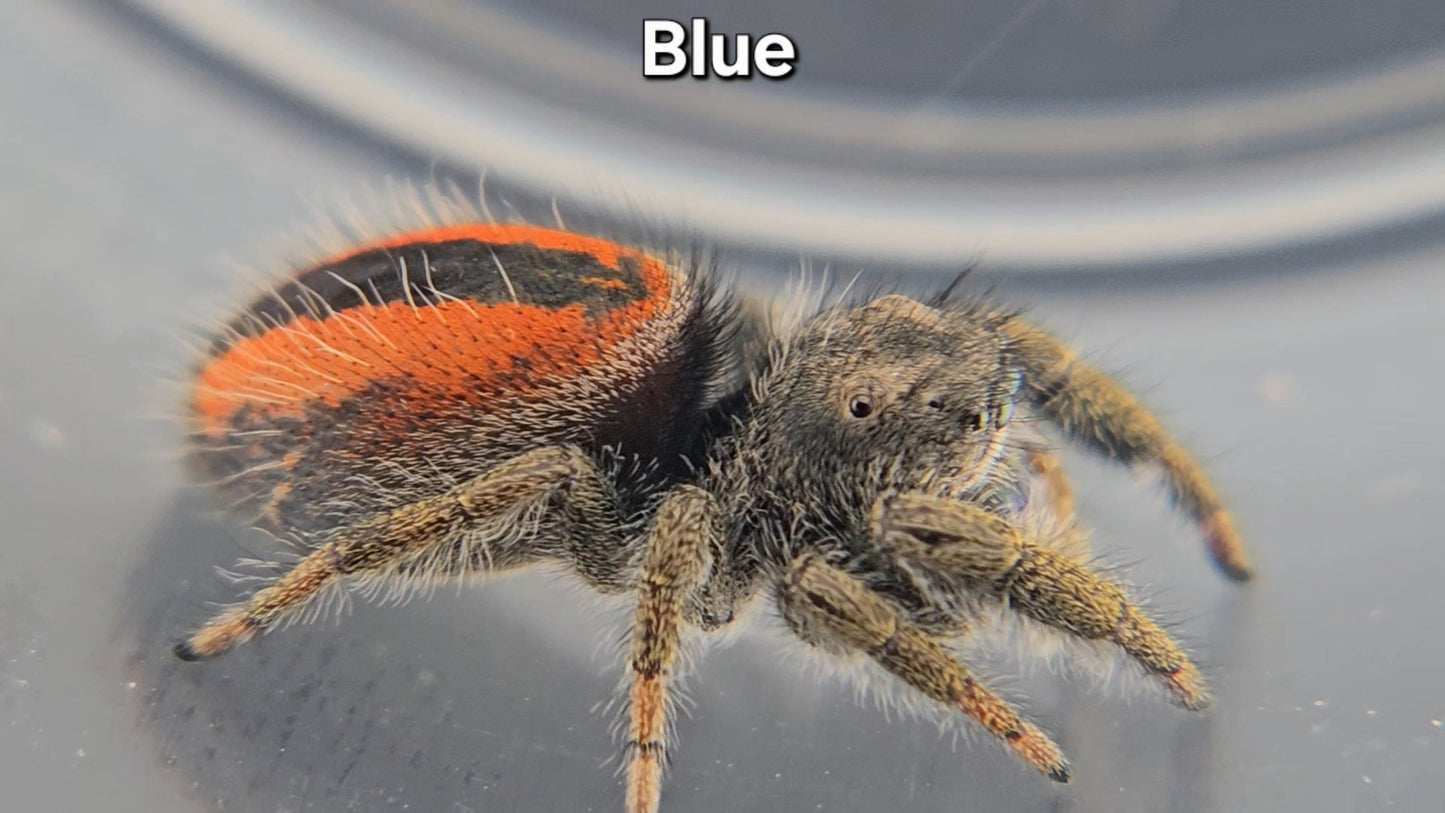 "Blue" Unsexed Phidippus ardens