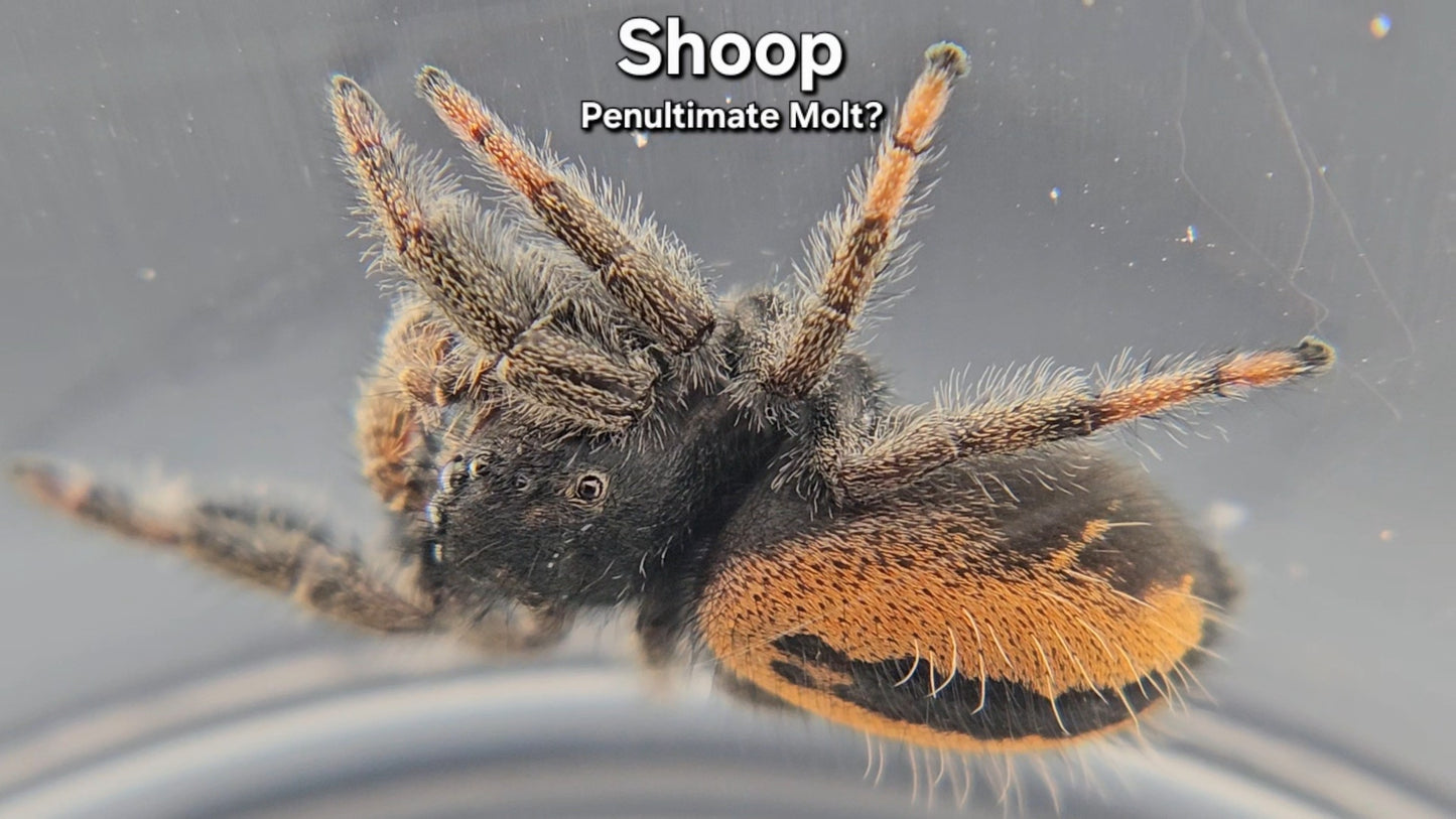 "Shoop" Male Phidippus ardens