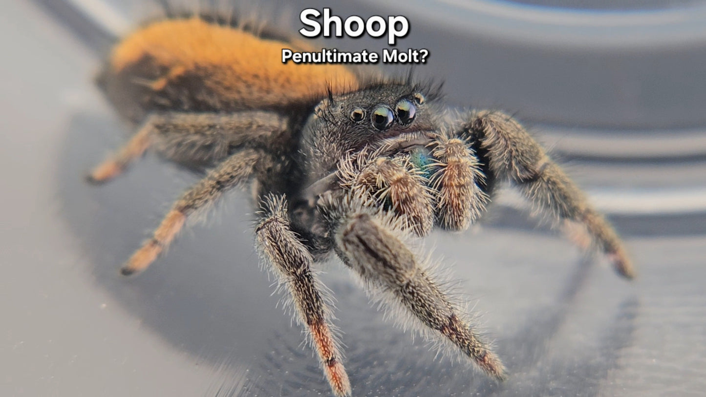 "Shoop" Male Phidippus ardens