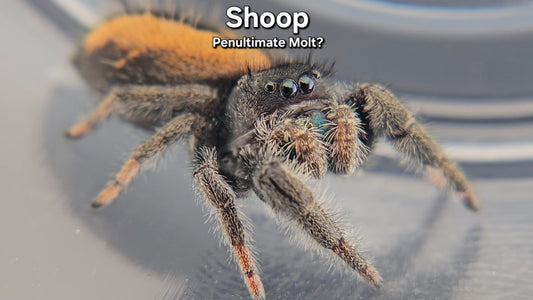 "Shoop" Male Phidippus ardens