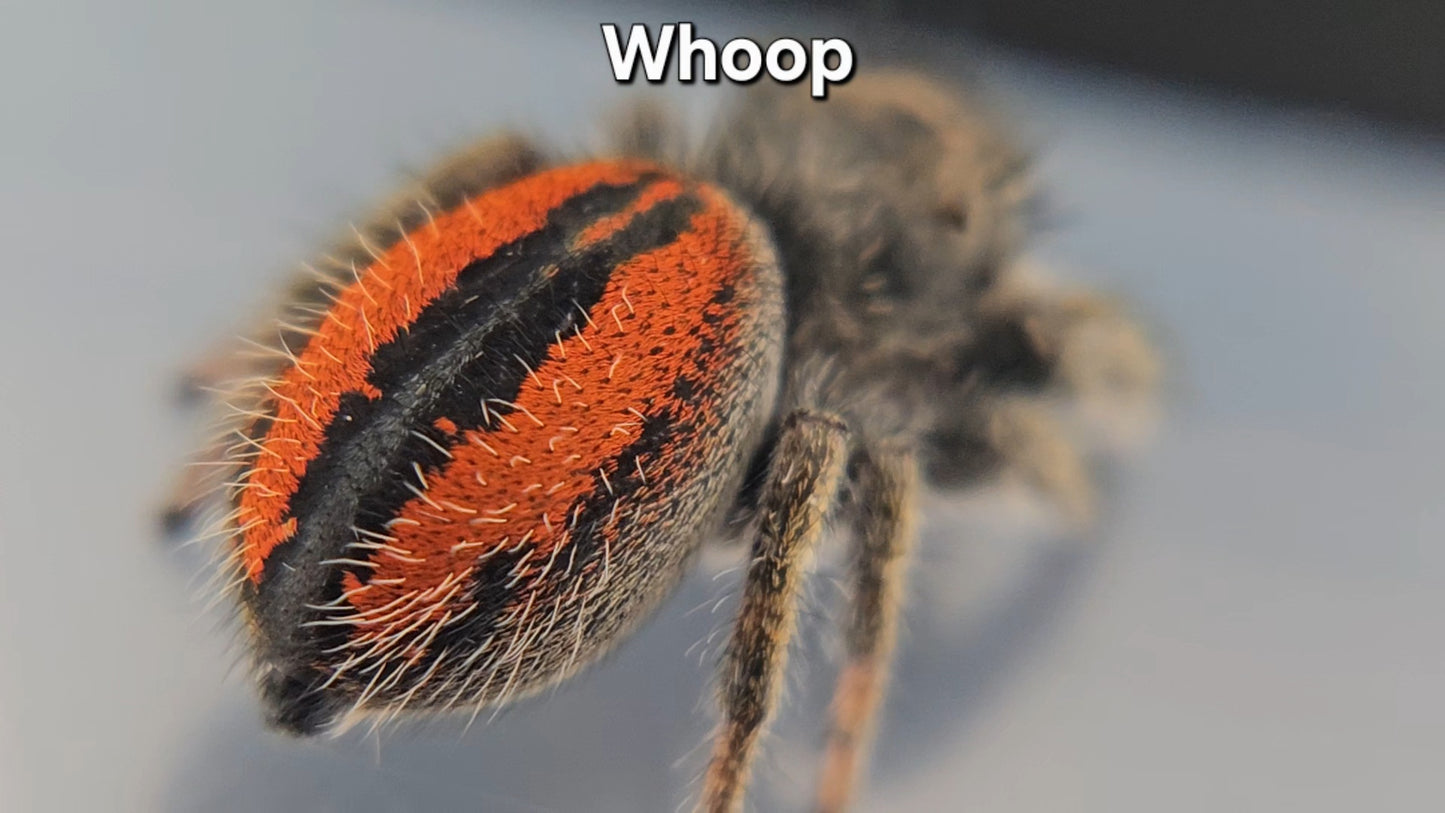 "Whoop" Unsexed Phidippus ardens