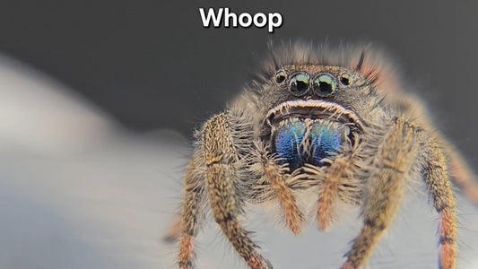 "Whoop" Unsexed Phidippus ardens