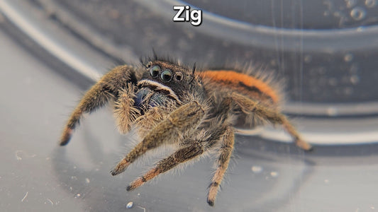 "Zig" Unsexed Phidippus Ardens