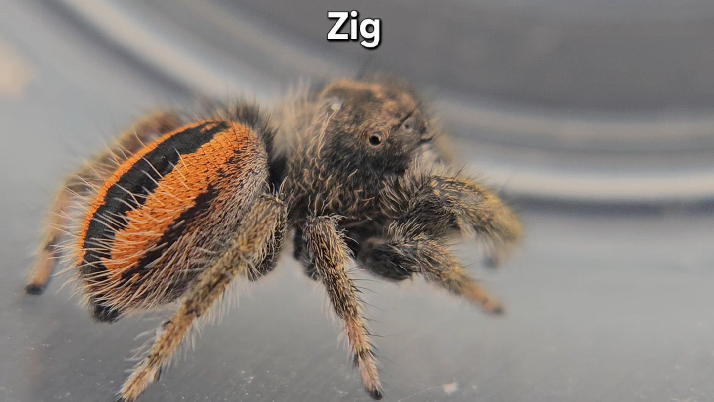 "Zig" Unsexed Phidippus Ardens