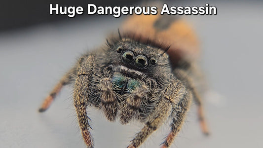 "Huge Dangerous Assassin" Male Phidippus ardens