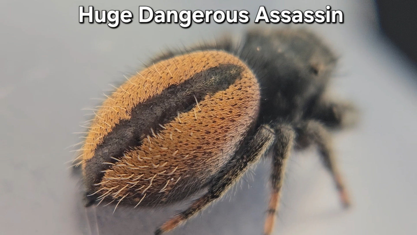 "Huge Dangerous Assassin" Male Phidippus ardens