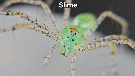 "Slime" Green Lynx Spider (Peucetia viridans) - Unsexed