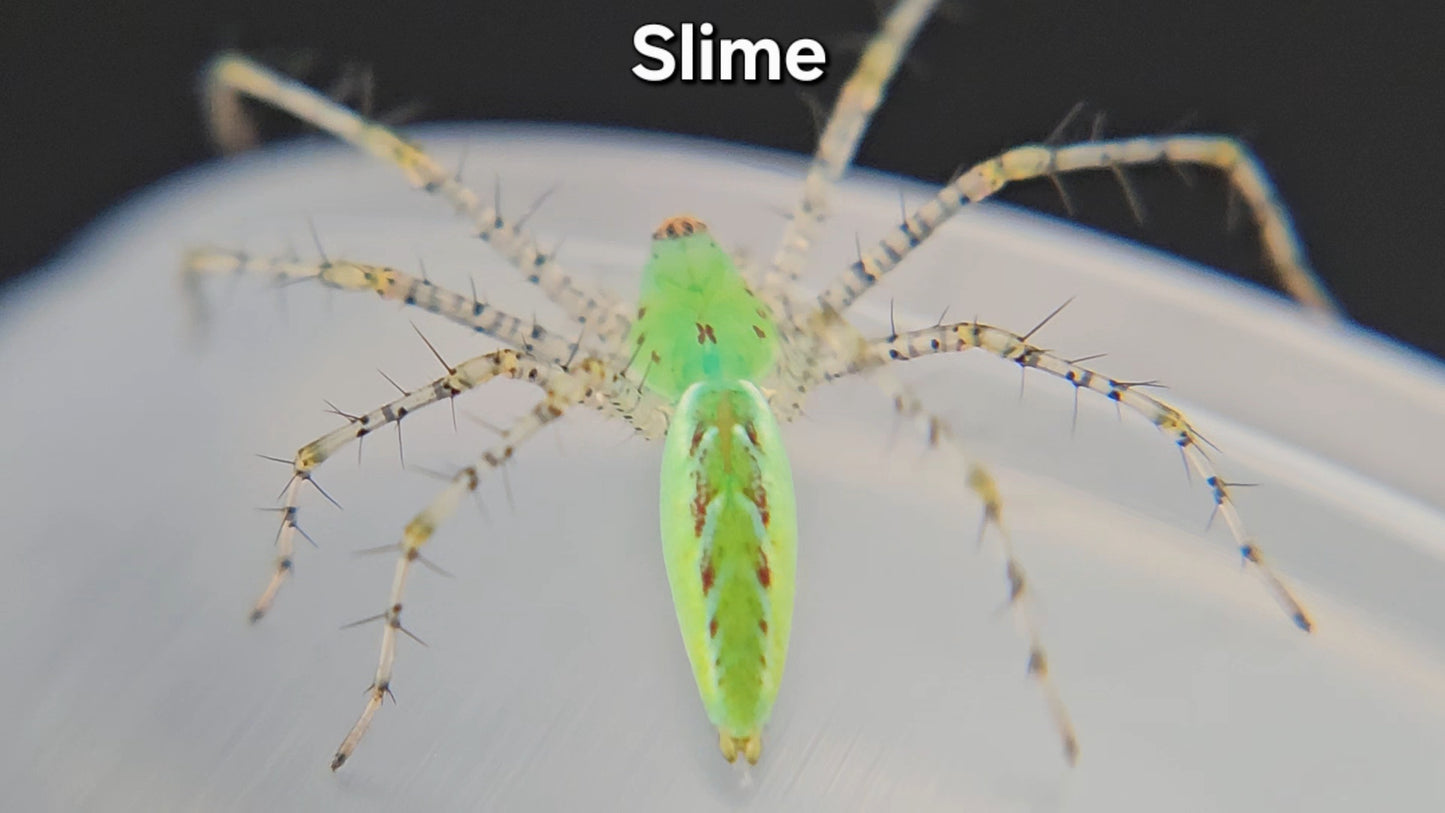 "Slime" Green Lynx Spider (Peucetia viridans) - Unsexed