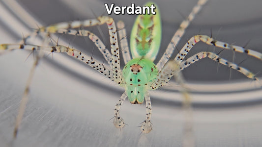 "Verdant" Green Lynx Spider (Peucetia viridans) - Subadult Male