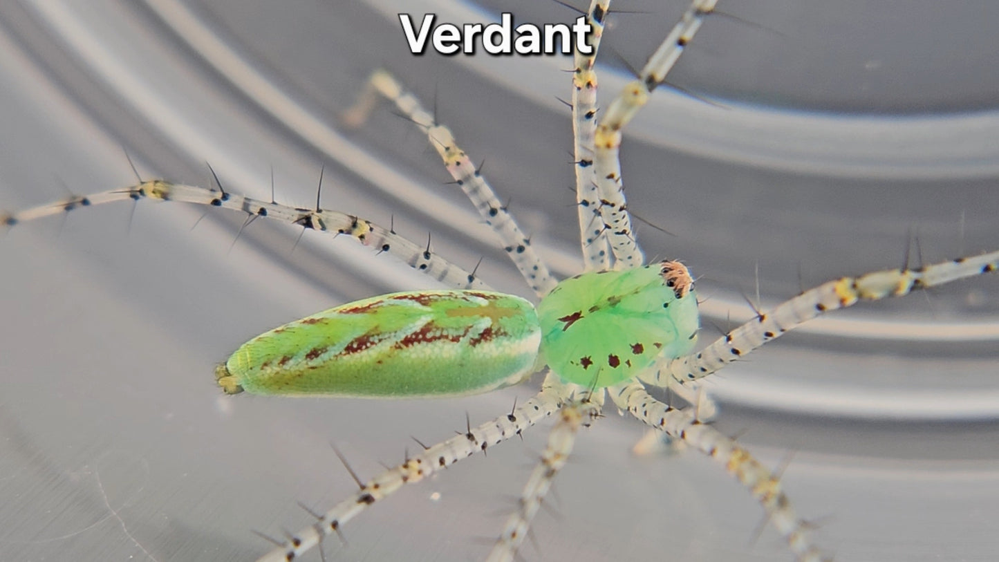 "Verdant" Green Lynx Spider (Peucetia viridans) - Subadult Male