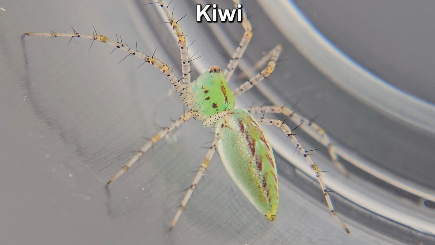 "Kiwi" Green Lynx Spider (Peucetia viridans) - Unsexed