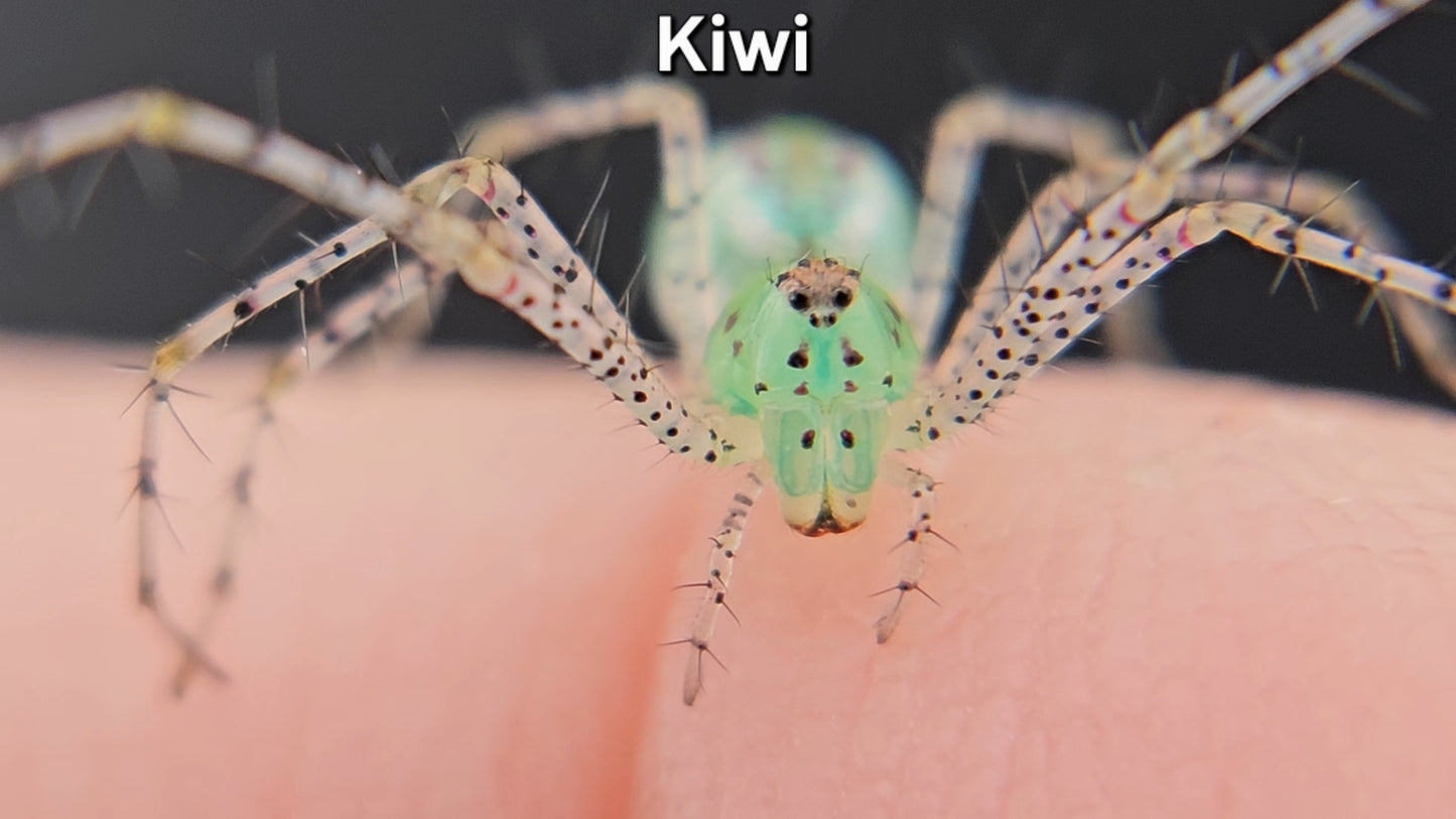 "Kiwi" Green Lynx Spider (Peucetia viridans) - Unsexed
